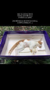 Hobak Death Obituary: Lee Sangwook Mourns the Loss of His Beloved Cat